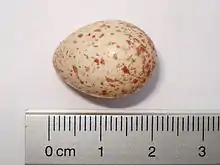 Huevo de dos centímetros de largo, color crema moteado con marrón claro.