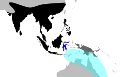 Distribución del koel del Pacífico en color turquesa