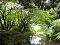 Charca en el Jardín Botánico de Kioto.