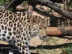 Leopardo del parque de la Tête d'Or