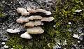 Schizophyllum commune en Estonia