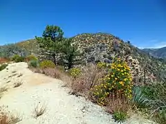Montano chaparral ecotono con el desierto de Mojave . Flores amarillas de alforfón sulphurflower en primer plano.