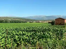 Plantación de tabaco en la zona de Cuaternos.
