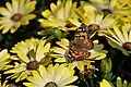 Mariposas libando en el Living desert.