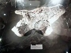 Pieza fósil de Lessemsaurus