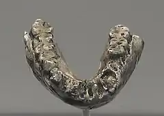 Réplica de la mandíbula inferior LH 4. Un A. afarensis de más de 3,5 Ma. Todas las pérdidas dentales son post mortem excepto una que muestra resorción.