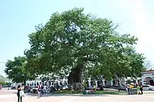 Alrededor de esta ceiba conocida como La Pochota se fundó la ciudad, el 1° de marzo de 1528. Fue declarado árbol histórico.