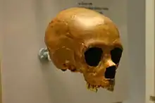 La Quina 18 es un esqueleto, incluido el cráneo, de un neandertal de unos 8 años de edad y unos 50 000 años de antigüedad.