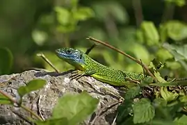 Lagarto (lacerta bilineata)