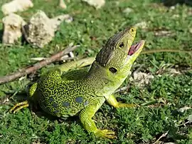 Lagarto ocelado en la Sierra Sur de Jaén