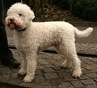 Perro de agua de Romagna