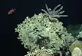 Lamprometra sobre Millepora dichotoma, en los arrecifes de Abu Dabab, Egipto