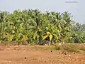 Paisaje de isla Havelock, Andamán, India