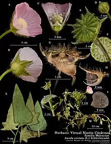 Ilustración botánica compuesta por fotografías de cada una de las partes de un individuo