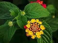 Maduración centrípeta de las flores individuales en la inflorescencia de Lantana.