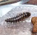 Larva de (Dermestes lardarius)
