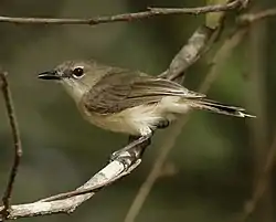 Gerygone magnirostris