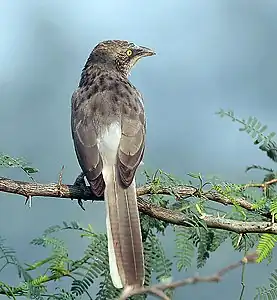 Un adulto muestra las características plumas exteriores pálidas de la cola, iris amarillo, cloava gris y manchas oscuras en el manto.