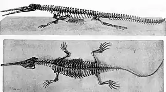 Esqueleto de un Champsosaurus laramiensis vistas lateral y dorsal.