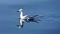 Gaviota picofina (Larus genei) en las salinas.