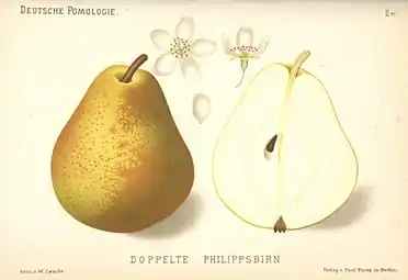 La pera Doppelte Philippsbirne