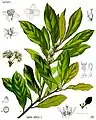 Laurus nobilis L.