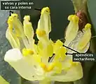 Laurus nobilis, el laurel, posee una valva en cada teca que se abre de abajo arriba, exponiendo el polen adherido a su cara interna. También se observan los apéndices nectaríferos amarillos a los lados de los filamentos.