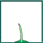 Proceso apical de forma bidimensional apiculado.