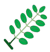 Hoja compuesta, en este caso pinada. Se observa la yema, el pecíolo (en verde oscuro) y el raquis (en verde claro) en el que se insertan los folíolos con su peciolulo (en verde claro).