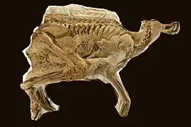 Esqueleto momificado "Leonardo" de un Brachylophosaurus.