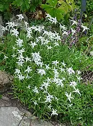 Leontopodium stracheyi(« edelweiss de los Himalayas »)