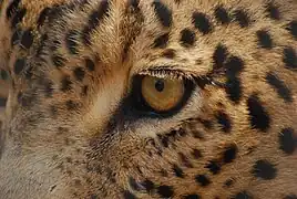 El color característico del leopardo