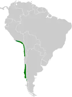 Distribución geográfica del tijeral colinegro.