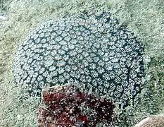 Leptastrea inaequalis en Koh Phangan, Tailandia