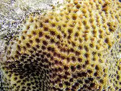 Leptastrea pruinosa en Moorea, Polinesia Francesa