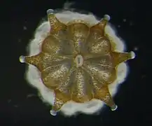 Pólipo de L. purpurea en el que se aprecian secreciones cálcicas (en blanco) del futuro coralito