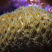 Tentáculos expandidos de Leptastrea en acuario
