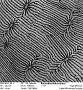 Detalle de coralitos a 66x mediante microscopio digital