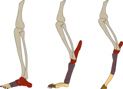 Esquema del esqueleto de la pata con diferentes tipos de apoyo.