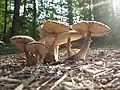 Leucoagaricus americanus