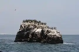 Una colonia en las islas Ballestas.