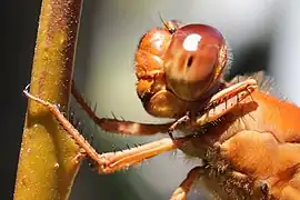 Libellula croceipennis