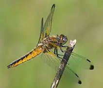 Libellula fulva