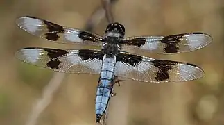 Libellula forensis