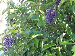 Frutos de Ligustrum lucidum.