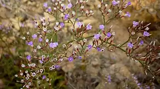 La siempreviva de Cartagena (Limonium carthaginense) en el Monte Roldán.