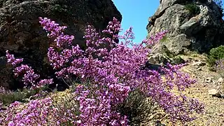 Siempreviva morada (Limonium insigne).