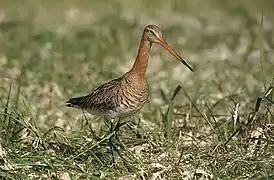 Escolopáceo (aguja colinegra, Limosa limosa)