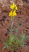 Linaria oligantha, en el jardín botánico.