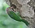 En un nido en Narendrapur, cerca de   Calcuta, Bengala Occidental, India.